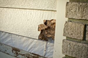 Siding Damage